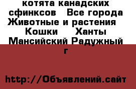 котята канадских сфинксов - Все города Животные и растения » Кошки   . Ханты-Мансийский,Радужный г.